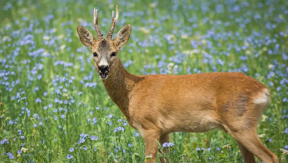 Corzo macho en primavera