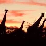 Un grupo de jirafas ante la puesta de sol