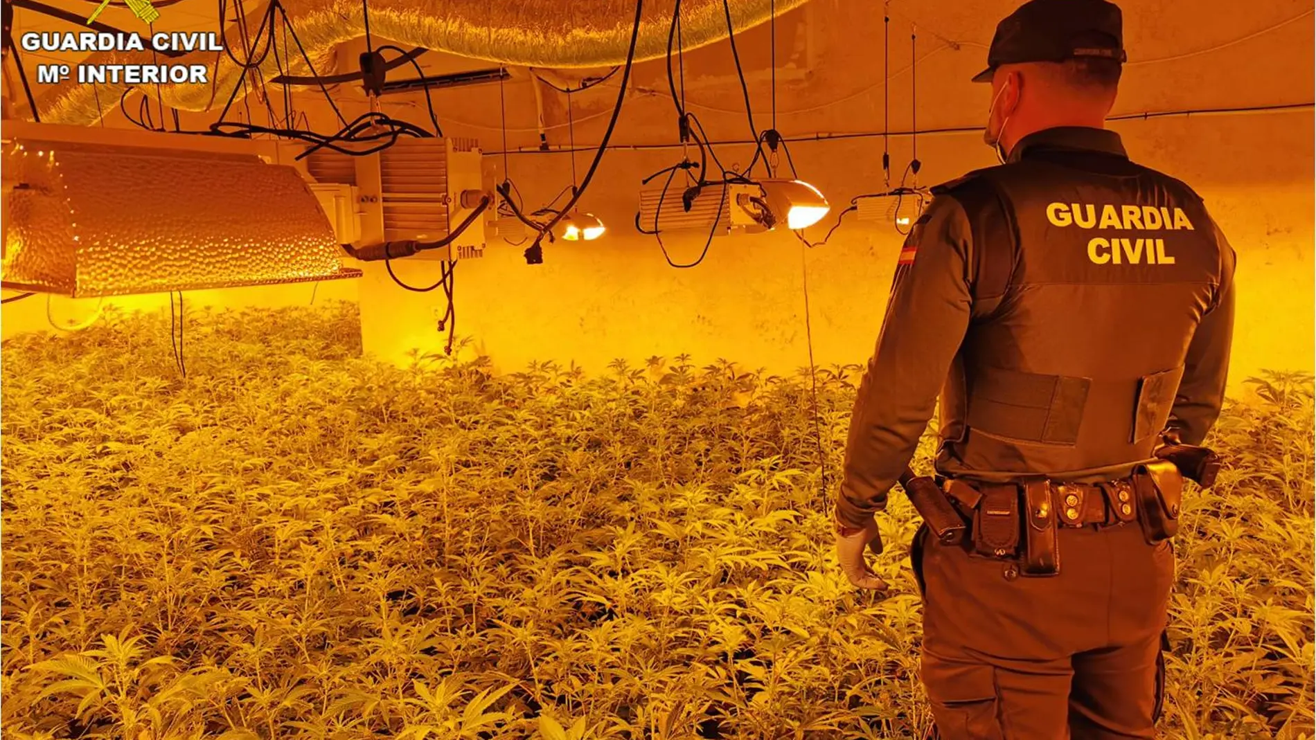 La Guardia Civil interviene 1.000 plantas de marihuana en un chalé de Calpe