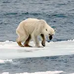 Oso polar mostrando una severa desnutrición