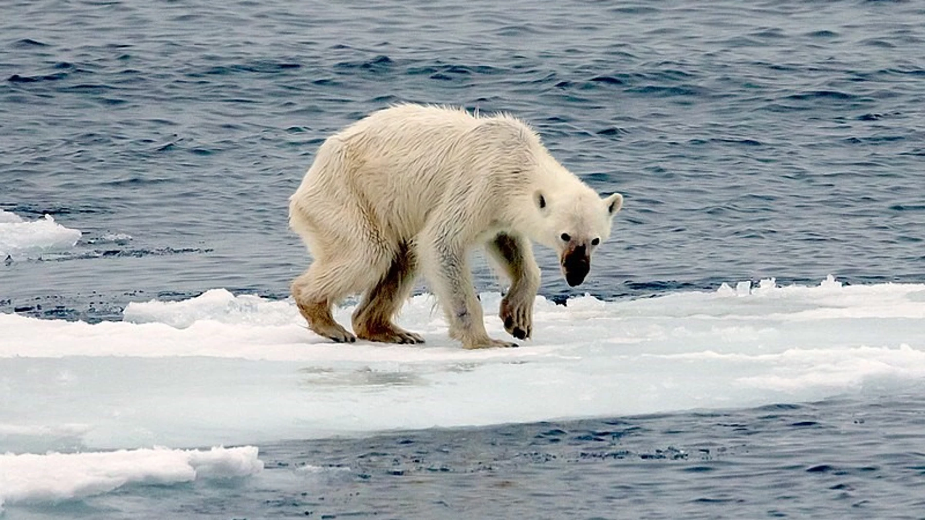 Cuánto queda para que se extingan los osos polares?