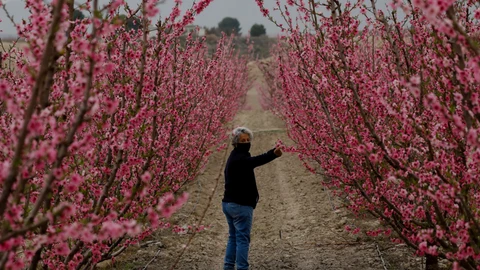 Agricultores ciezanos responsables de que cada año sus 13.000 hectáreas dedicadas al cultivo de melocotón, platerina, paraguayos y nectarinas ofrezcan la mayor variedad cromática de flores