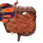 El microbioma intestinal puede influir en el riesgo de sufrir infecciones y en la respuesta defensiva frente a las mismas