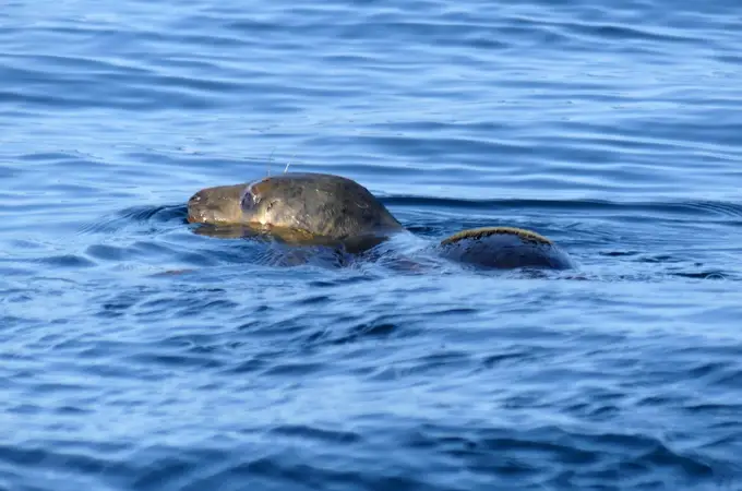 Alertan de que las focas podrían estar en peligro de extinción 