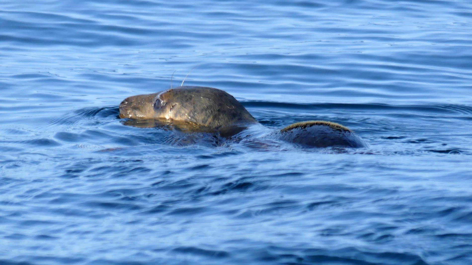 Las focas monje apena son 1.300 ejemplares, de acuerdo con la Administración Nacional Oceánica Atmosférica. EP