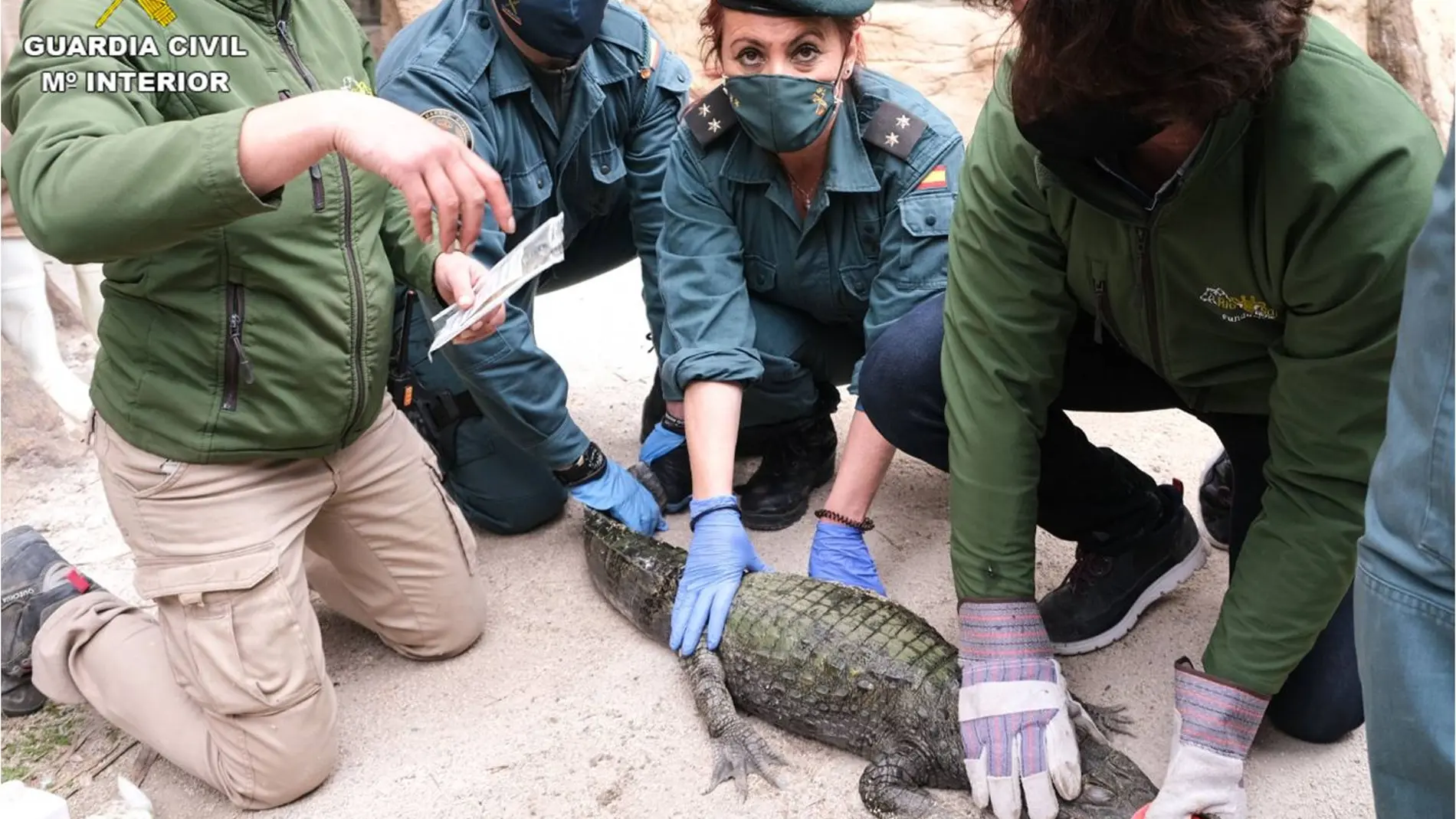 El caimán mide 1,60 metros de largo y ha sido entregado al parque zoológico Río Safari de Elche