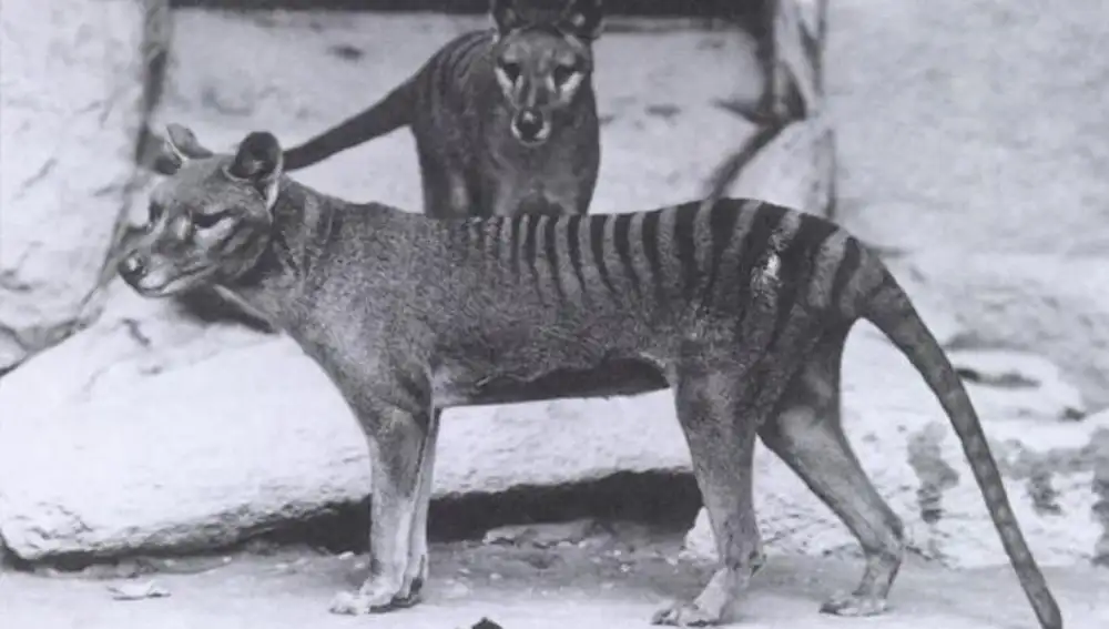 Dos ejemplares de tilacino recibidos por el zoo de Nacional de Washington D.C. en 1902.
