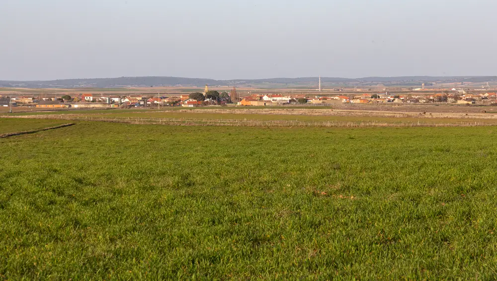 Terrenos donde se va a instalar un parque solar, en Pozuelo de Tábara (Zamora)