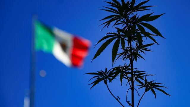 MEX6660. CIUDAD DE MÉXICO (MÉXICO), 10/03/2021.- Personas muestran una planta de marihuana el 09 de Marzo de 2021, en el Zócalo de la Ciudad de México (México). La Cámara de Diputados de México aprobó este miércoles la legislación que regula el consumo, el cultivo y el comercio de marihuana con fines recreativos en todo el territorio, la cual tendrá que ser ratificada por el Senado antes del 30 de abril. EFE/ Carlos Ramírez