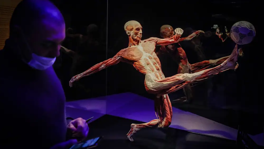The exhibition Body Worlds in Moscow