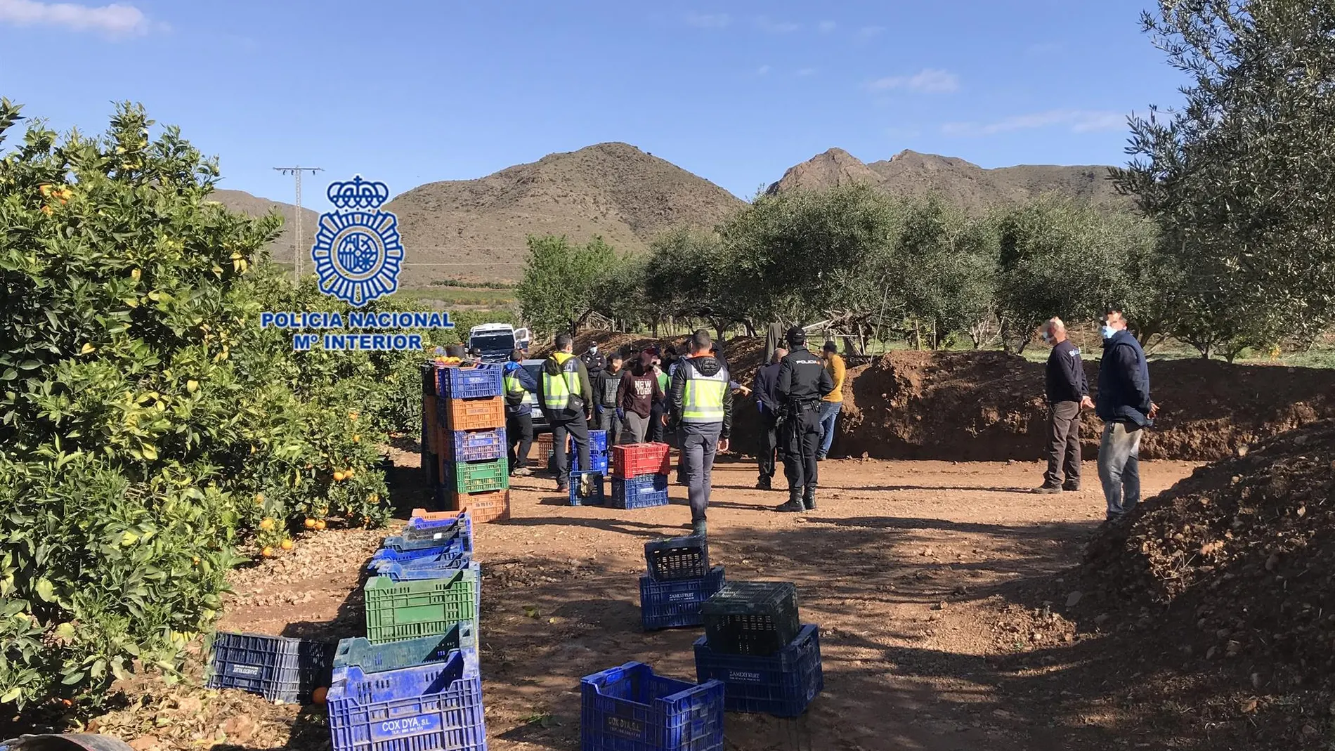 Operación contra la explotación laboral en el campo murciano