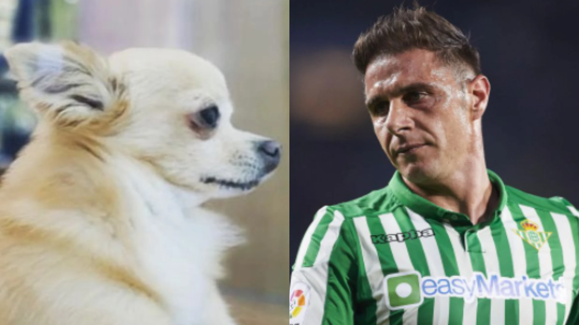 Joaquín se ha mostrado hundido tras perder a su mascota