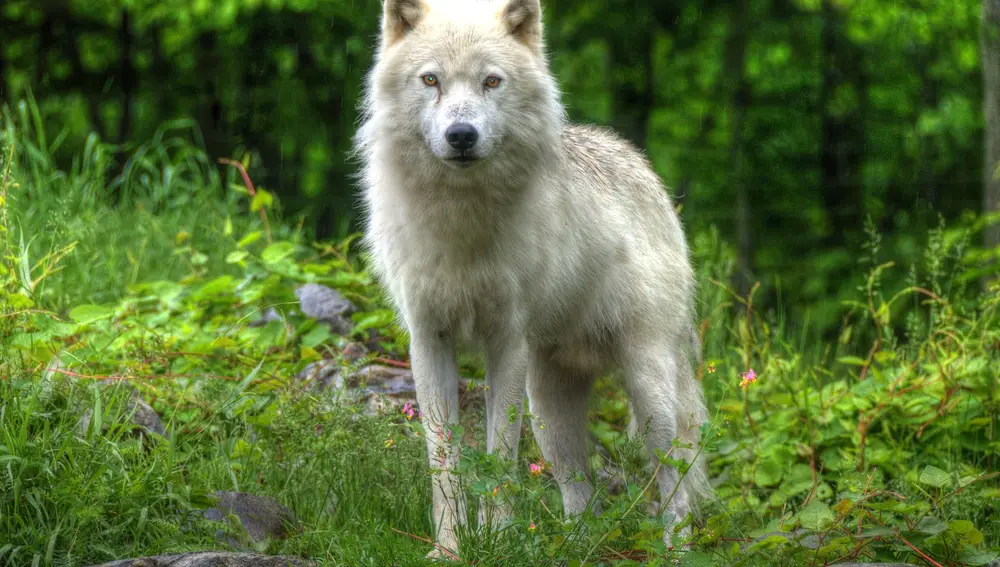 Dicen del lobo blanco de Santiago que protege a los peregrinos de posibles maleantes.