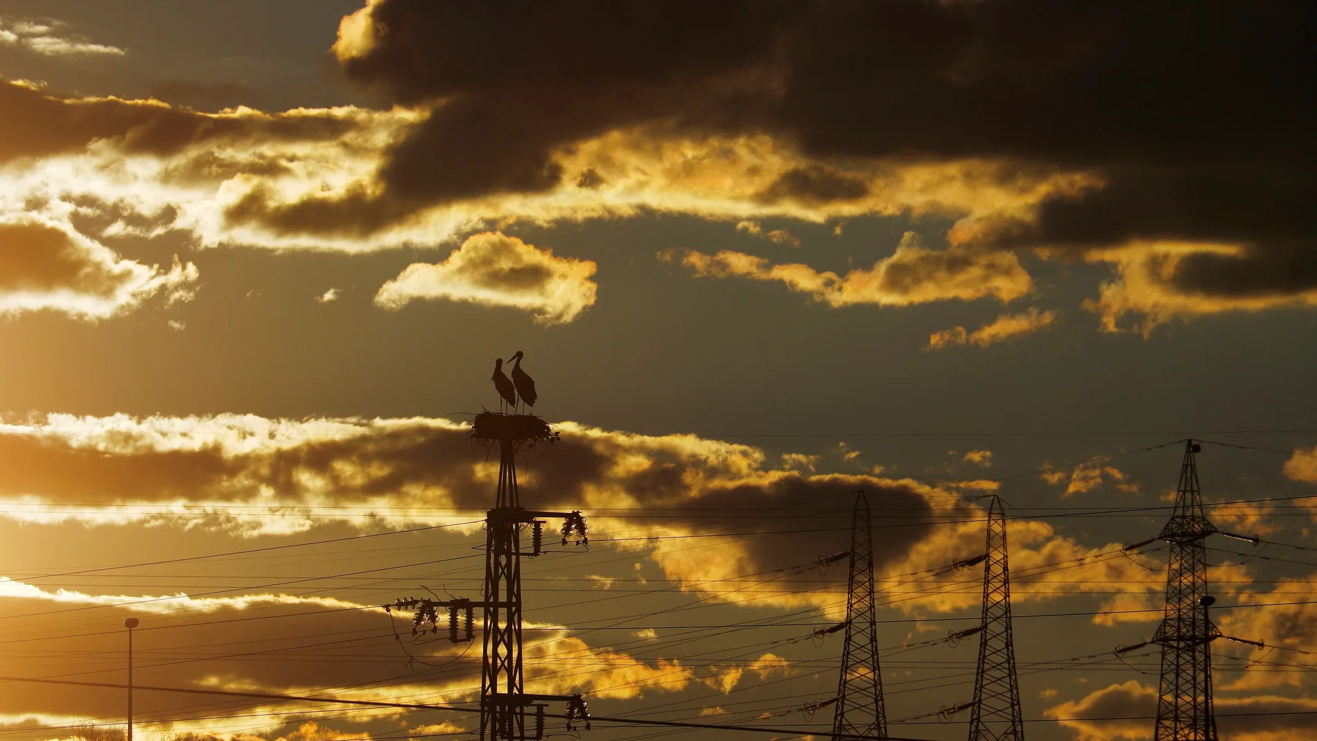 GRAF8932. CÓRDOBA, .- Unas cigüeñas se posan sobre un postes del tendido eléctrico en el atardecer de un día de primavera. EFE/Salas