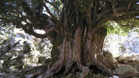 Tejo milenario de Cazorla.