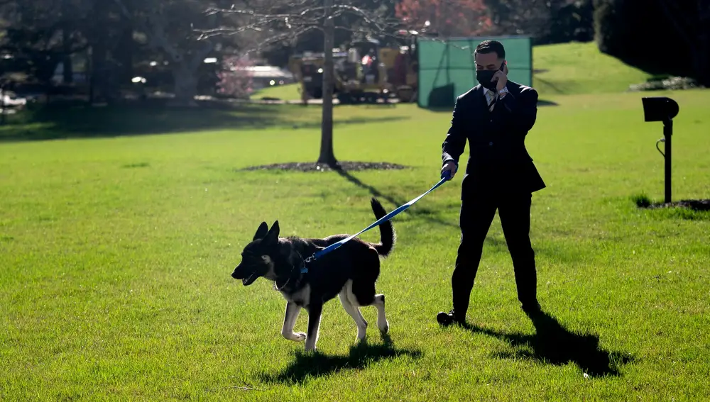 Un miembro de la Casa Blanca pasea al perro de Joe Biden
