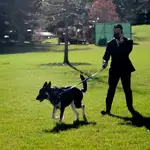 Un miembro de la Casa Blanca pasea al perro de Joe Biden