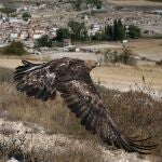 Suelta de un águila real en la localidad palentina de Antiguedad, curada en el CRAS (Centro de Recuperación de Animales Silvestres) de la Junta