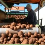 ASAJA CyL pide precios "justos" para los productores de patata sin "inflar" precio final
