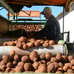 Castilla y León apuesta por una cadena de valor del sector de la patata fuerte y competitiva