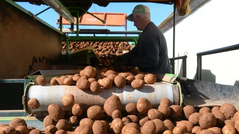 ASAJA CyL pide precios "justos" para los productores de patata sin "inflar" precio final