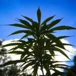 Vista de plantas de marihuana