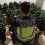 El detenido estaba enganchado ilegalmente a la red eléctrica pública para abastecerse de energía para el cultivo de la droga