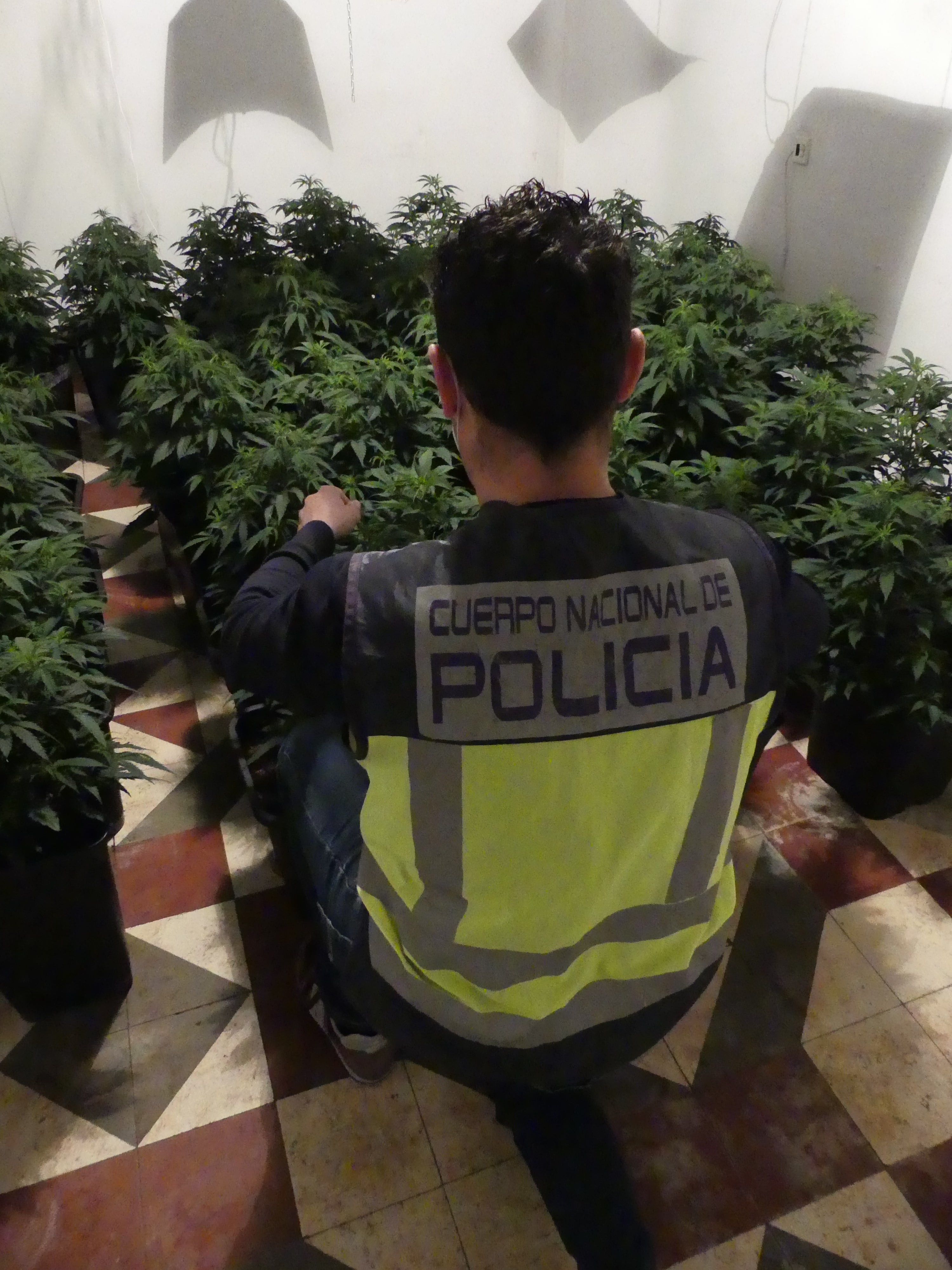 El detenido estaba enganchado ilegalmente a la red eléctrica pública para abastecerse de energía para el cultivo de la droga