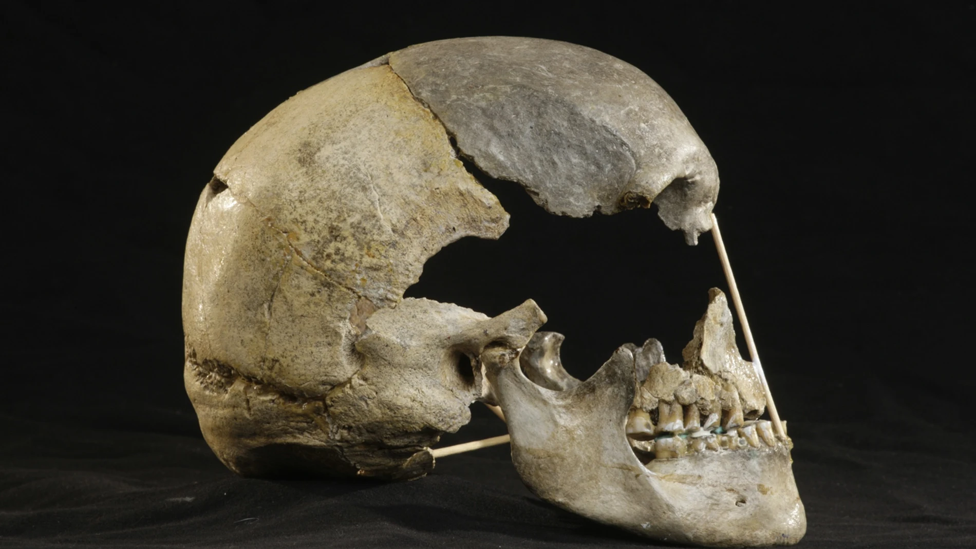 Visión lateral del cráneo (casi completo) de Zlatýk