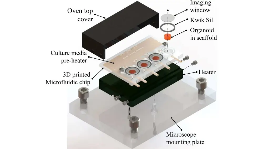 Diseño del dispositivo creado por el MIT y el ITT Madrás para cultivar organoides cerebrales.