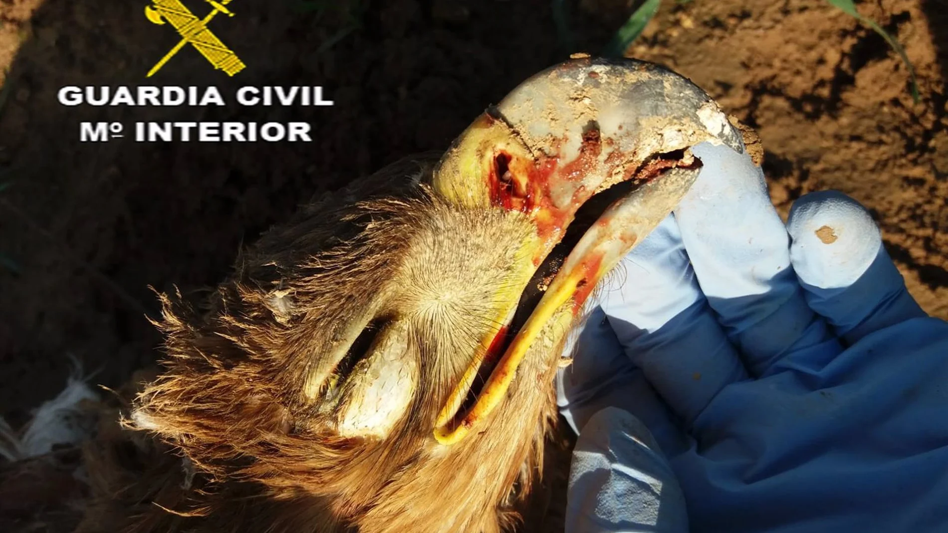Ejemplar de águila imperial abatida