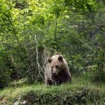 Ejemplar de oso pardo