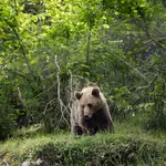  Porto de Sanabria registra el primer ataque de osos del año en Zamora