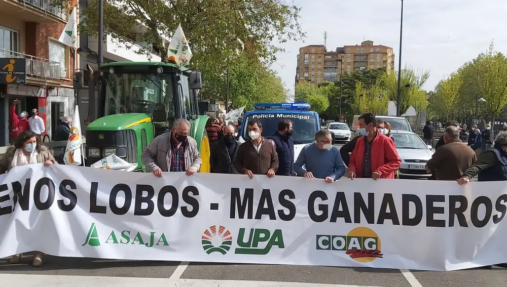 protesta de ganaderos en Zamora en contra de la sobreprotección del lobo