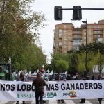 Protesta de los ganaderos en Zamora contra la sobreprotección del lobo