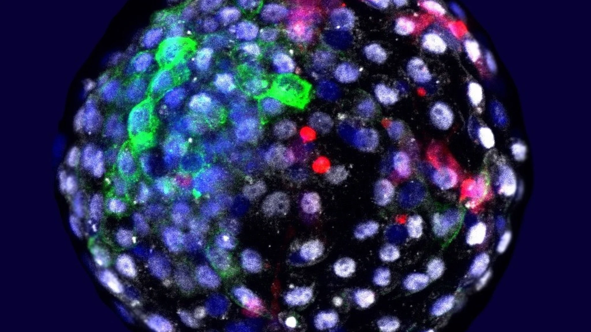 Cultivan "embriones quimera" con células humanas 