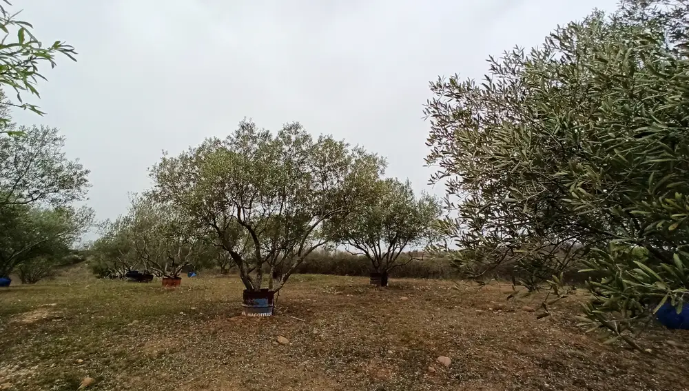 Plantaciones de olivo en El Bierzo