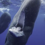 En la imagen cachalotes, nómadas que nos enseñan sus dientes en las Azores