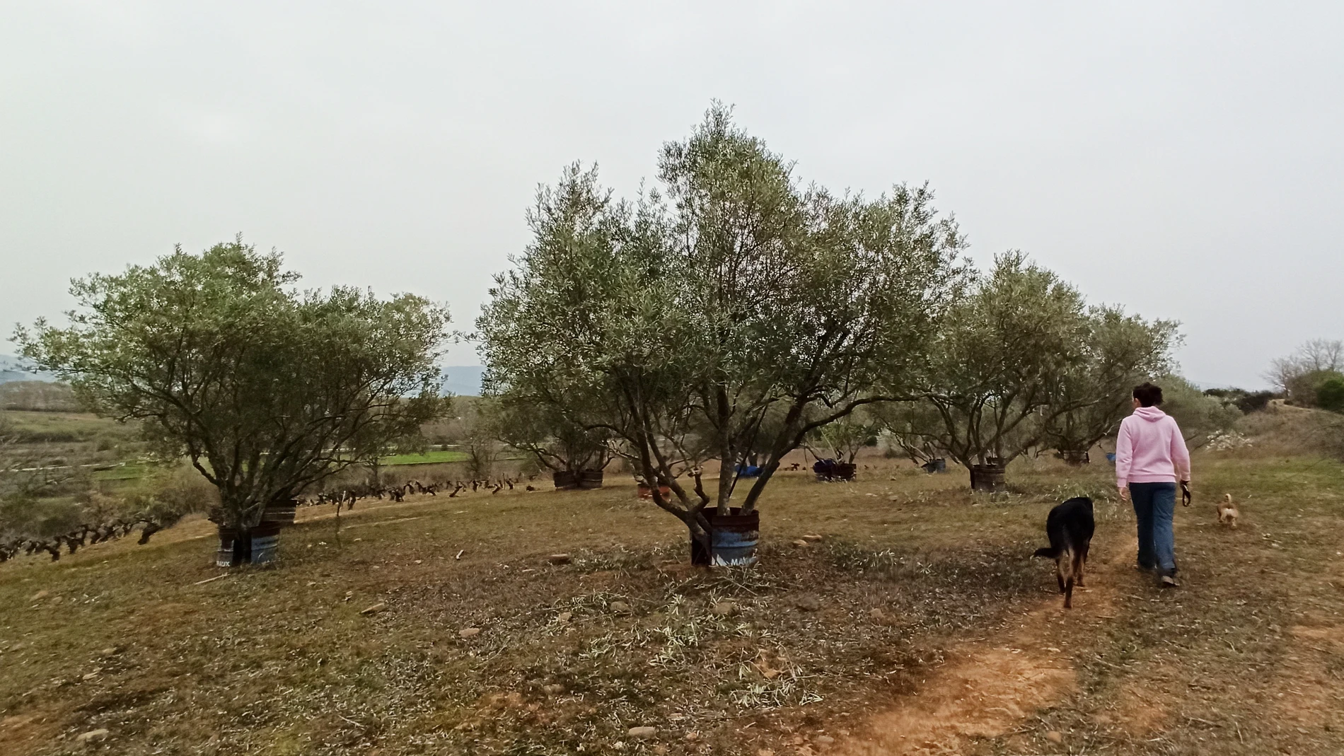 Plantaciones de olivo en El Bierzo