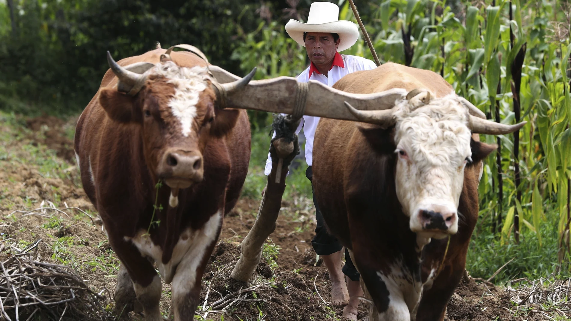 Free Peru party presidential candidate Pedro Castillo guides a plow pulled by cattle on his property in Chugur, Peru, Thursday, April 15, 2021. Castillo, a rural teacher, who has proposed rewriting Peru’s constitution and deporting all immigrants living in the country illegally who commit crimes, will face rival candidate Keiko Fujimori in the June 6 presidential run-off election. (AP Photo/Martin Mejia)