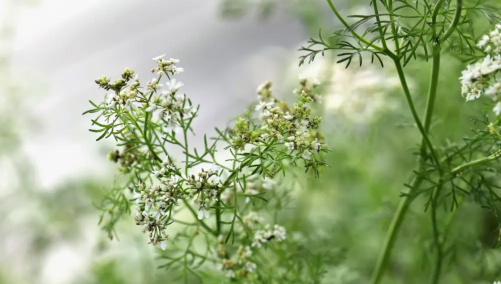 Coriandro, cilantro.