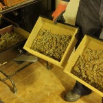 Las plantación se encontraba distribuida en distintas estancias de la vivienda, localizándose además 400 gramos de cogollos de marihuana repartidos en cajoneras de diferentes armarios
