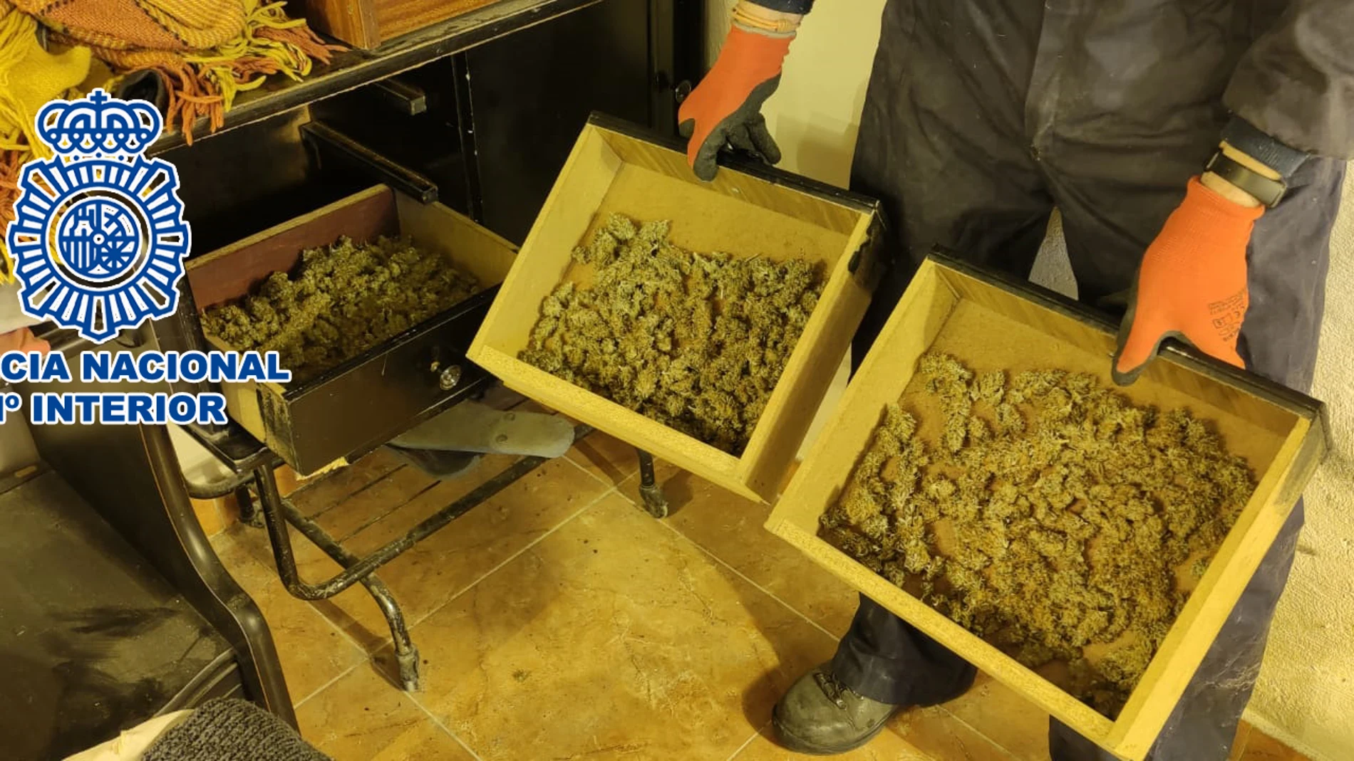 Las plantación se encontraba distribuida en distintas estancias de la vivienda, localizándose además 400 gramos de cogollos de marihuana repartidos en cajoneras de diferentes armarios