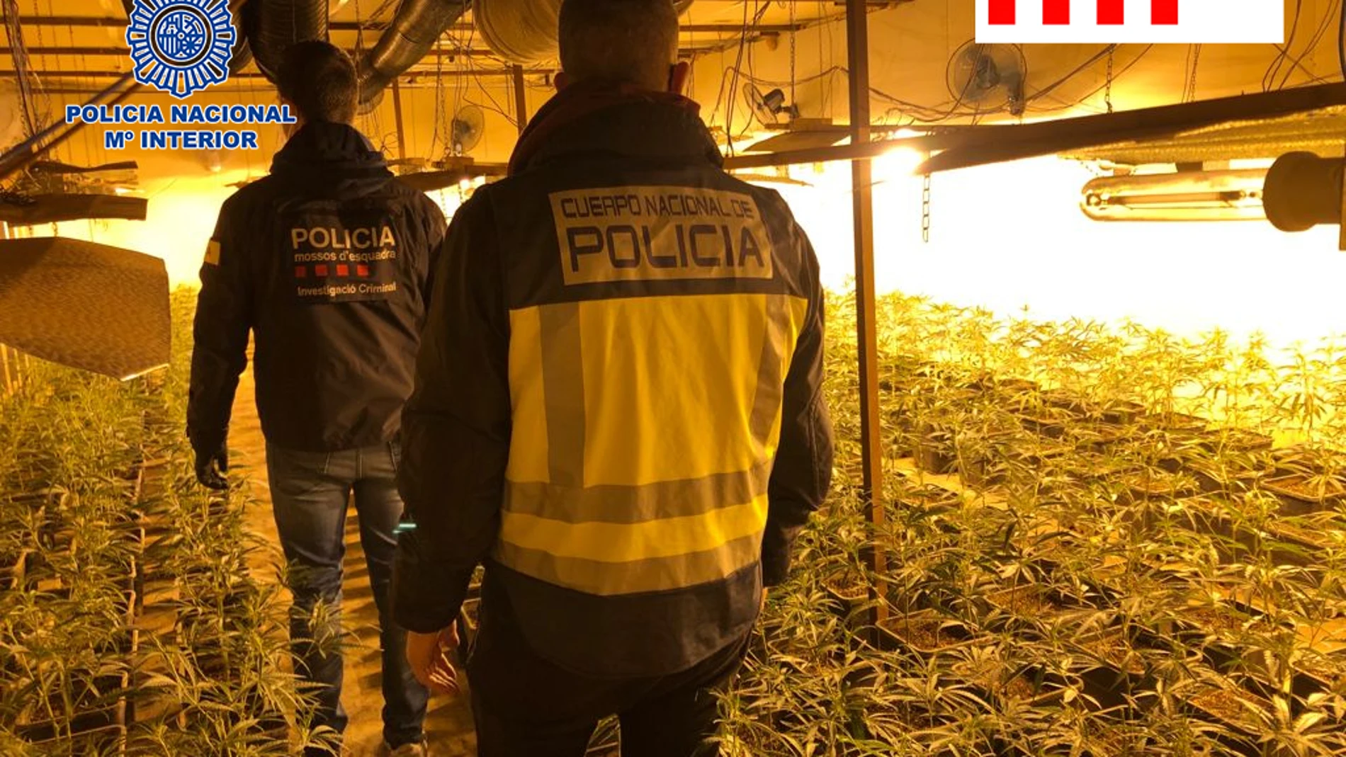 Agentes de los Mossos d'Esquadra y Policía Nacional llevaron a cabo 29 entradas y registros en naves en las que se cultivaba la marihuana y en domicilios