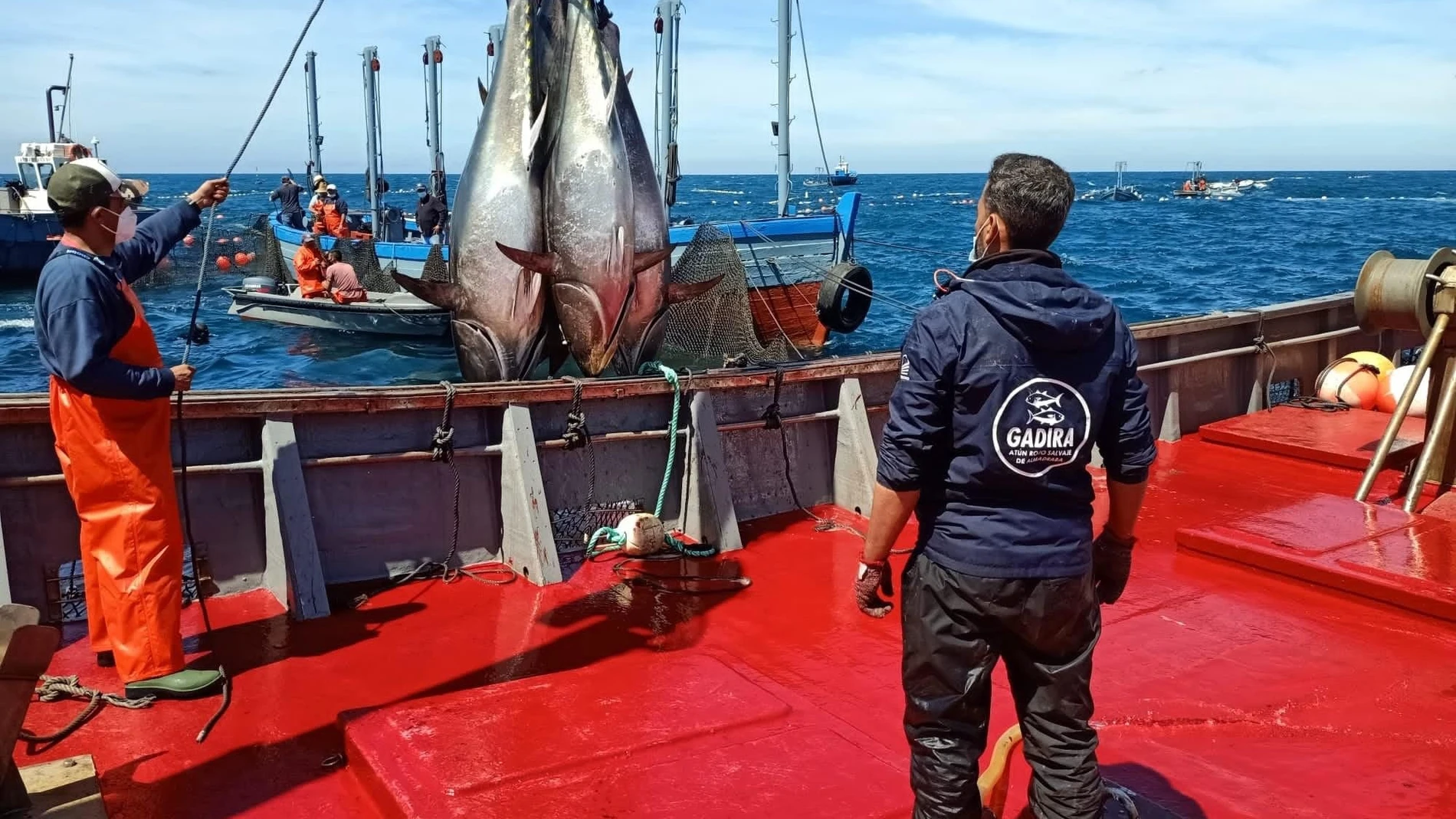 Imagen de archivo de la pesca de atún rojo