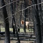 Un caballo de la raza Przewalski en el bosque que se quemó el año pasado en Chernóbil