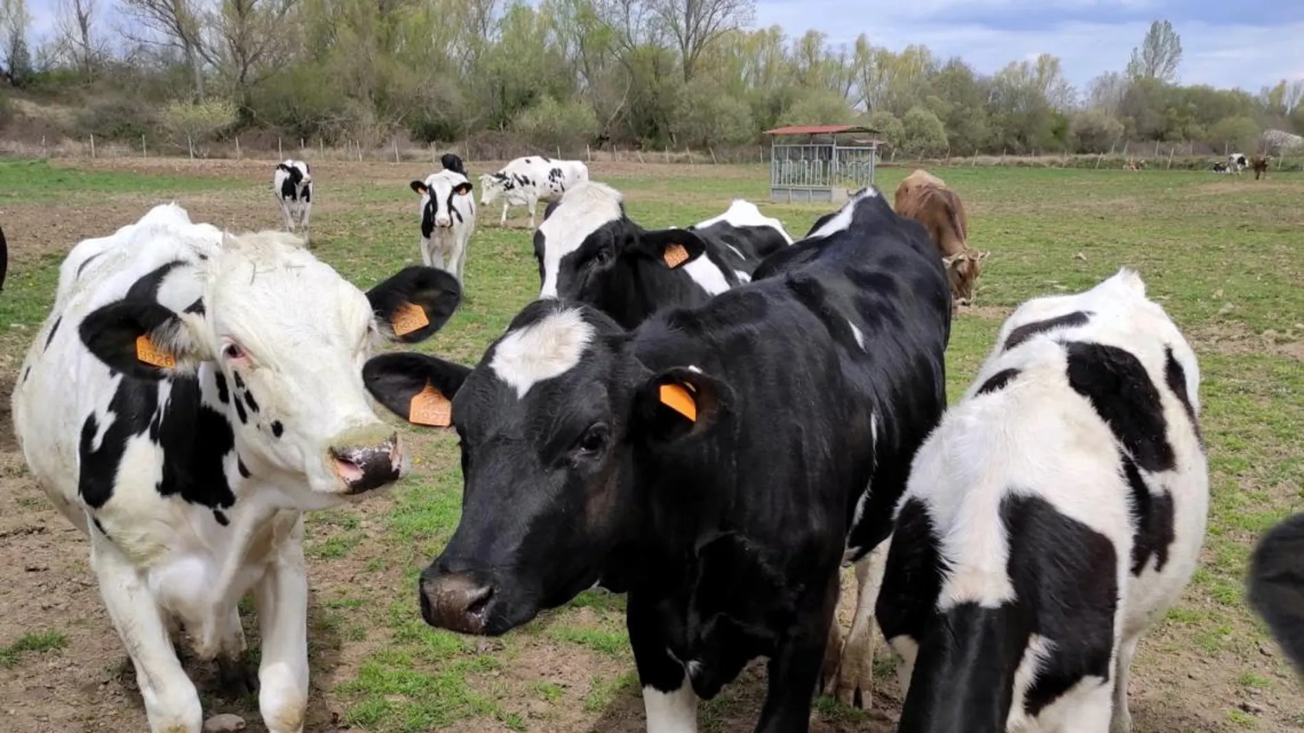 Los equipos GreenFeed medirán de manera automática las emisiones de metano entérico en el ganado vacuno y pequeños rumiantes