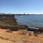 Estuario del Odiel