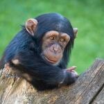 Djibril, el bebé chimpancé “adoptado” de Bioparc, cumple 2 años