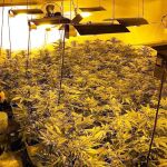Plantación de marihuana desmantelada en León
